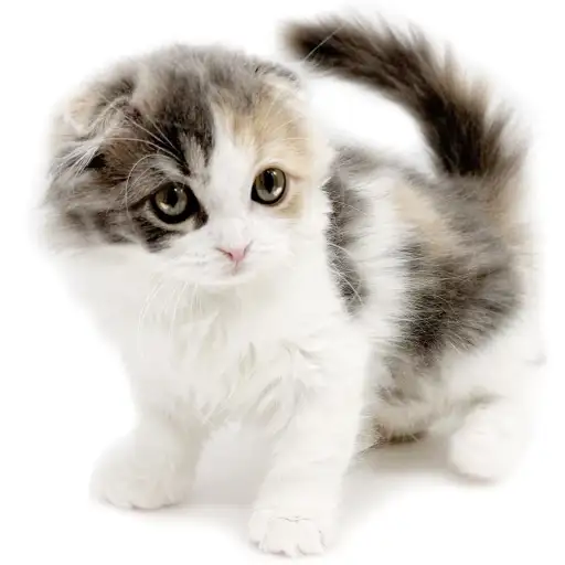 スコティッシュフォールド