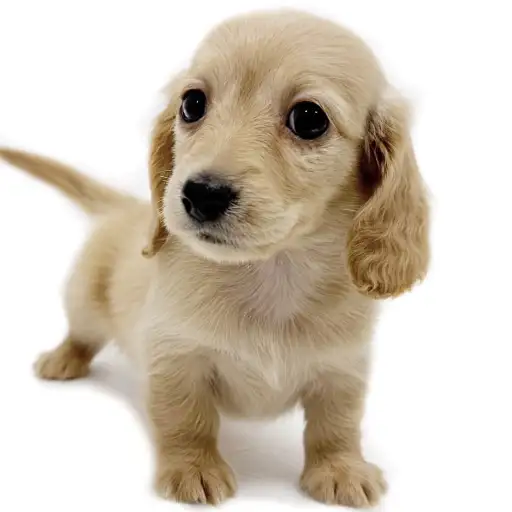 ミニチュア・ダックスフント