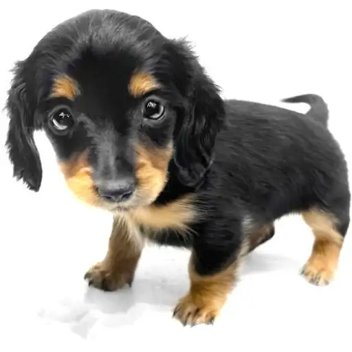 カニンヘン・ダックスフント