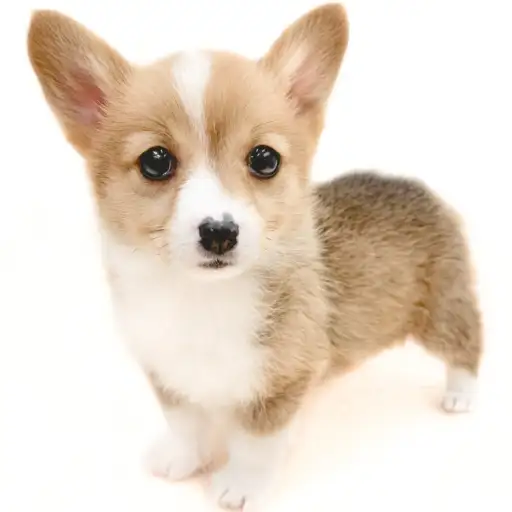 ウェルシュコーギーペンブローク