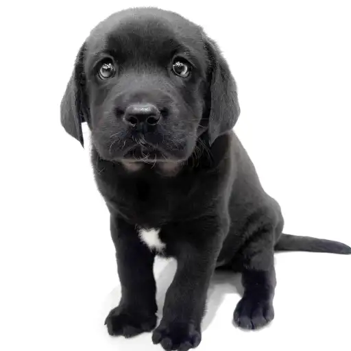 ラブラドールレトリバー