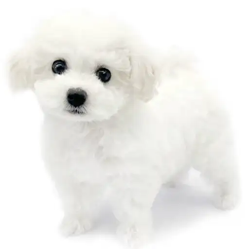 ビションフリーゼ