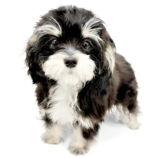 MIX（チワワ×マルチーズ）