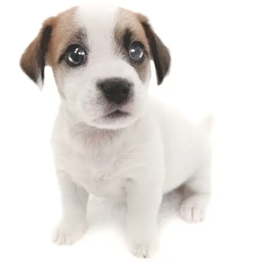 ジャックラッセルテリア