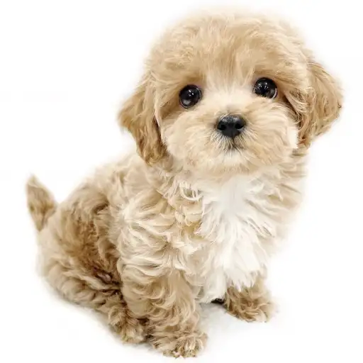 MIX（マルチーズ×トイプードル）