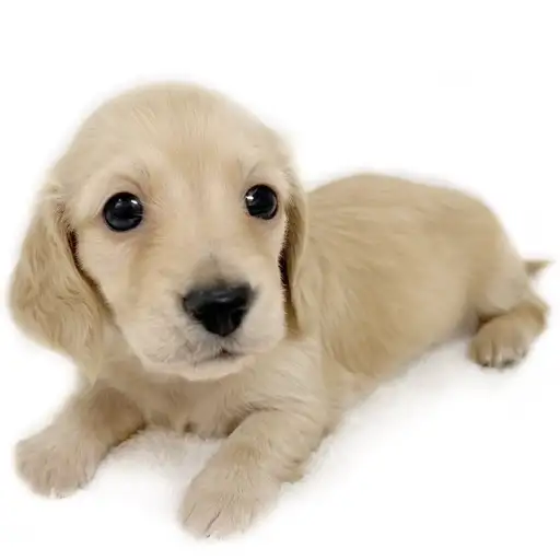 カニンヘン・ダックスフント