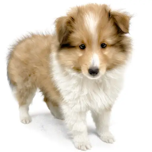 シェットランドシープドッグ