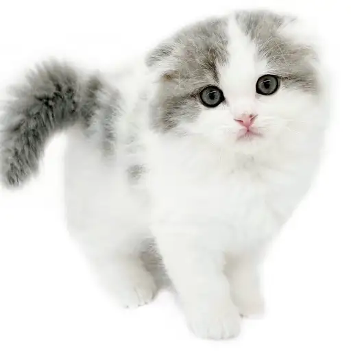 スコティッシュフォールド