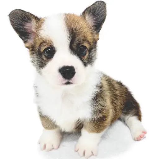 ウェルシュコーギーペンブローク