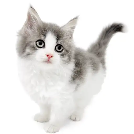 ノルウェージャンフォレストキャット