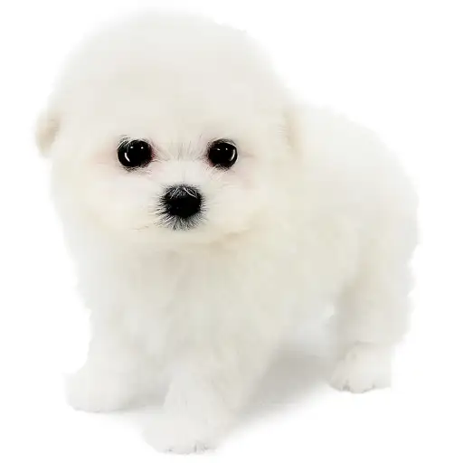 MIX（チワワ×マルチーズ）