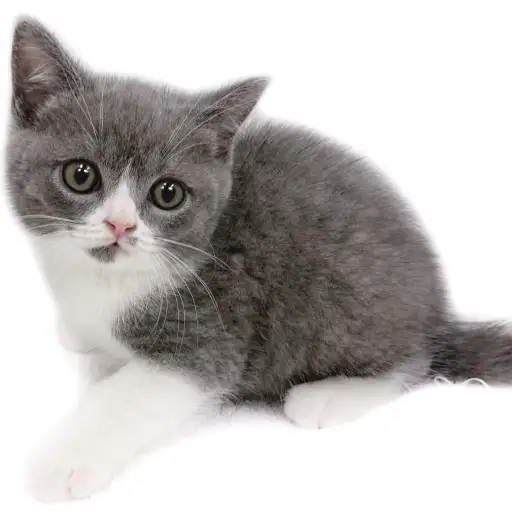 ブリティッシュショートヘア