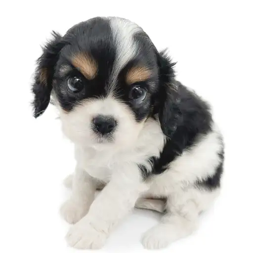 キャバリア・キングチャールズ・スパニエル