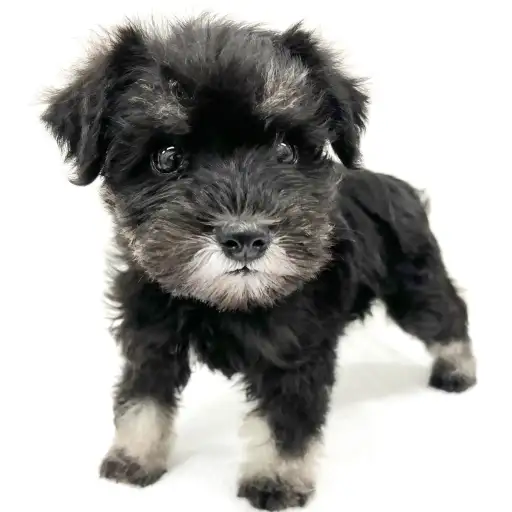 ミニチュア・シュナウザー