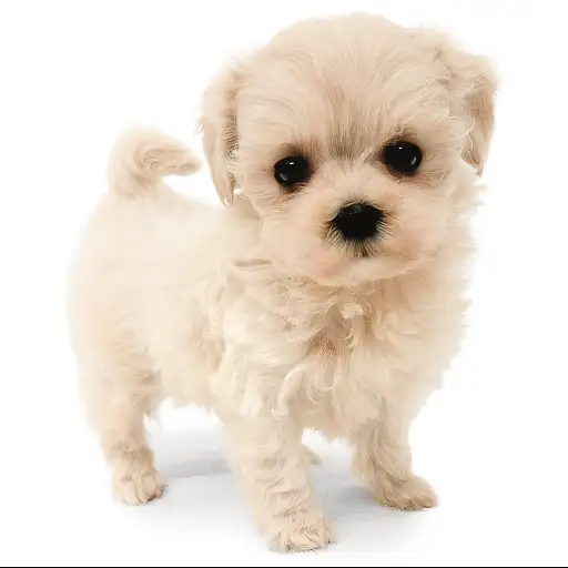 MIX（マルチーズ×トイプードル）