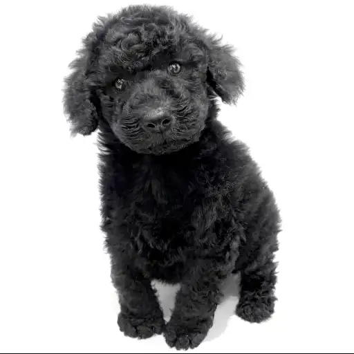 スタンダード・プードル