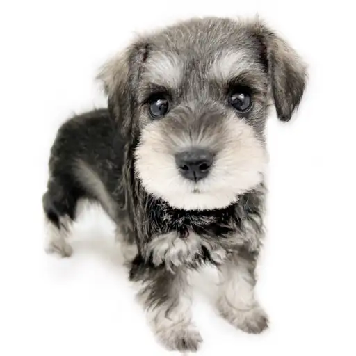 ミニチュア・シュナウザー