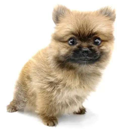 ポメラニアン