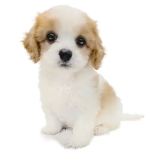 MIX（キャバリアキングチャールズスパニエル×ビションフリーゼ）