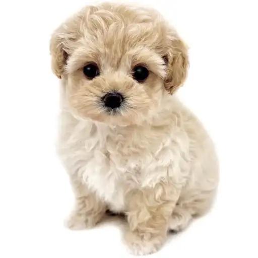 MIX(マルチーズ×トイプードル)