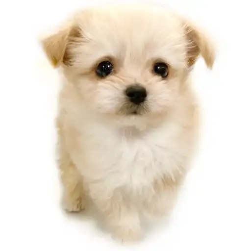 MIX（トイプードル×チワワ）