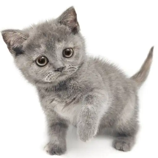 ブリティッシュショートヘア