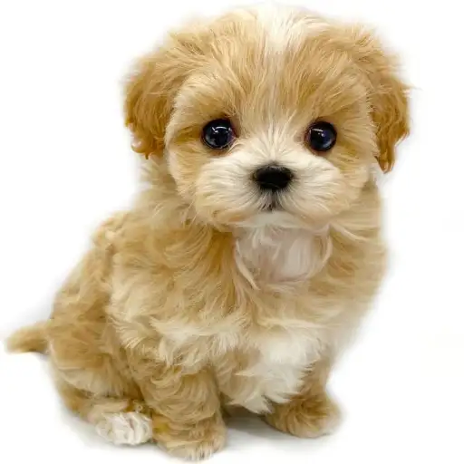 MIX（マルチーズ×トイプードル）