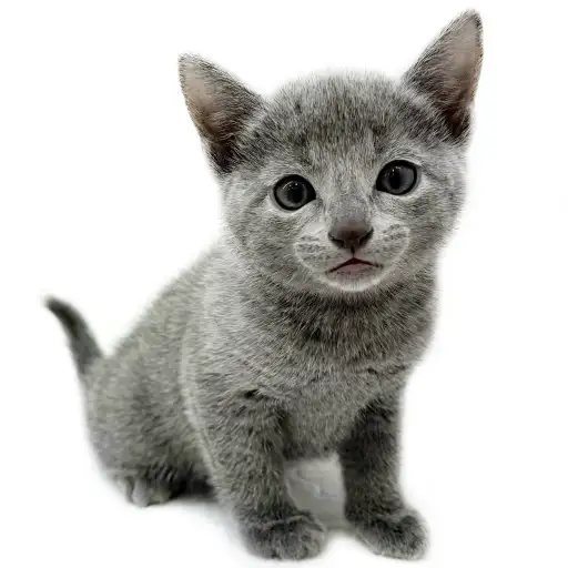 ロシアンブルー