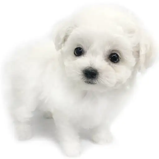 ビションフリーゼ