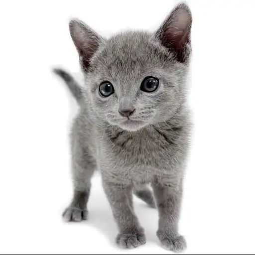 ロシアンブルー