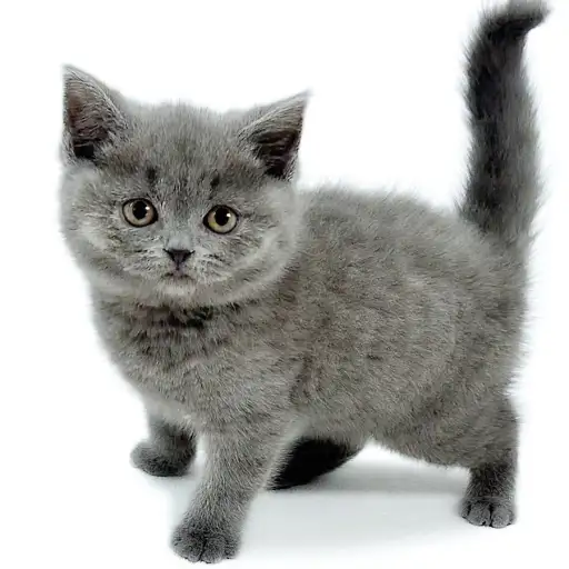 ブリティッシュショートヘア