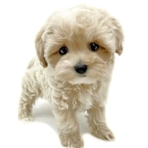 MIX(マルチーズ×トイプードル)