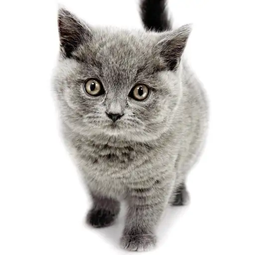 ブリティッシュショートヘア