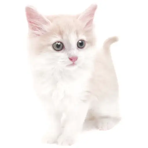 ノルウェージャンフォレストキャット