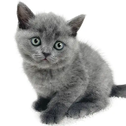 ブリティッシュショートヘア