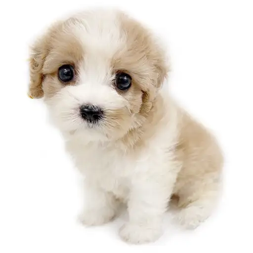 MIX（キャバリアキングチャールズスパニエル×ビションフリーゼ）