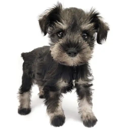 ミニチュア・シュナウザー