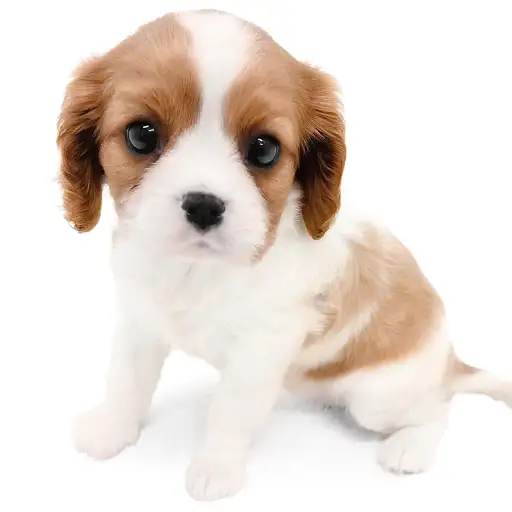 キャバリア・キングチャールズ・スパニエル