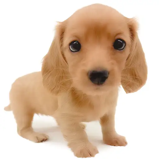 ミニチュア・ダックスフント