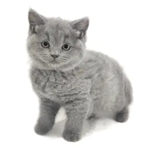 ブリティッシュショートヘア