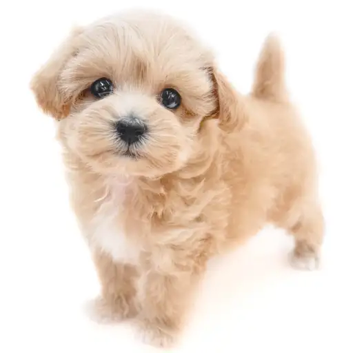 MIX（マルチーズ×トイプードル）