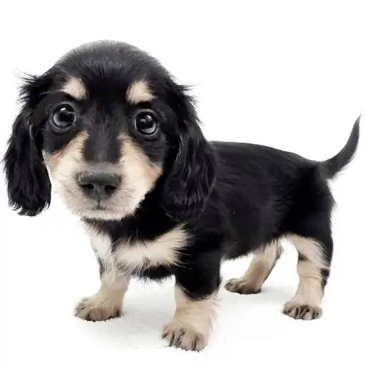 カニンヘン・ダックスフント