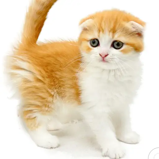 フォールデックス