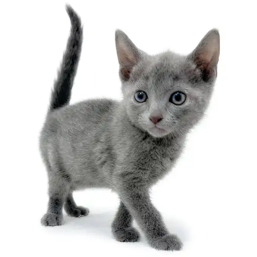 ロシアンブルー