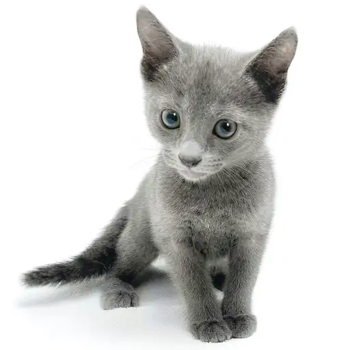 ロシアンブルー