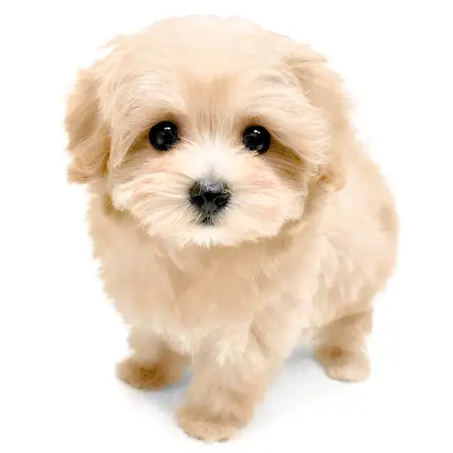 MIX（トイプードル×マルチーズ）