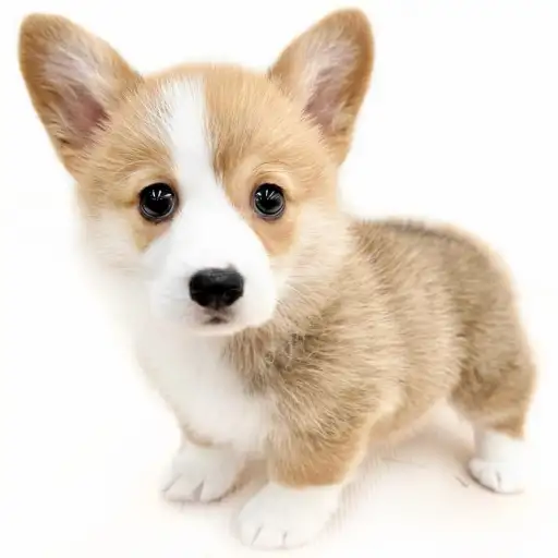 ウェルシュコーギーペンブローク