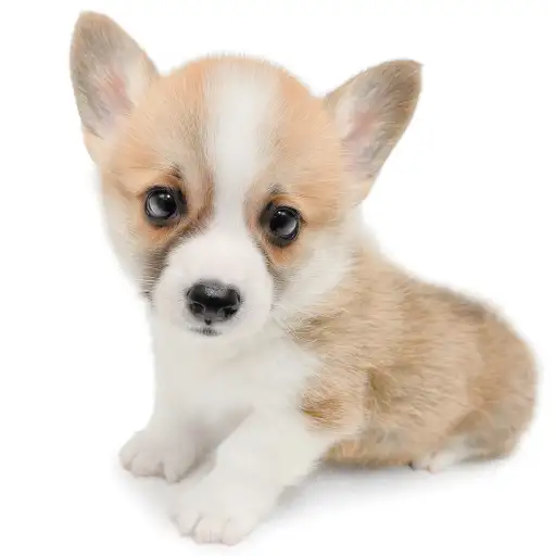 ウェルシュコーギーペンブローク