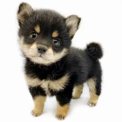 MIX（ポメラニアン×豆柴）