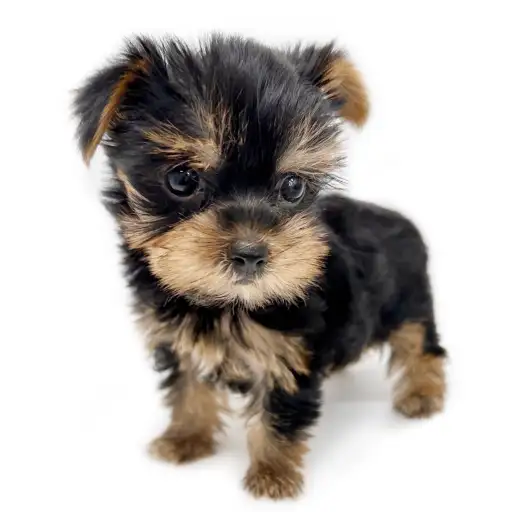 ヨークシャーテリア